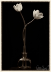 Tulipia
