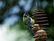 Mésange bleue