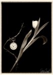 Tulipia