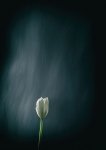 La tulipe - Christian JEZEQUEL
