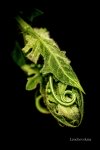 cameleon-passiflore2