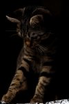 Chat